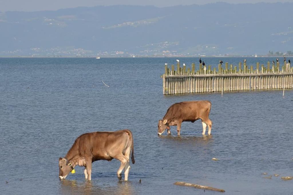 Bodensee Lakeside Retreat: Sauna, Nature, and Self-Check-In Gaissau  Exterior photo